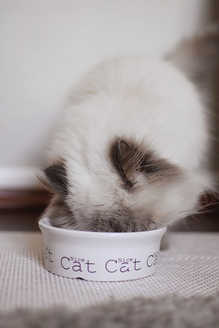 Close-up of a fluffy ragdoll cat eating from a cat bowl indoors.