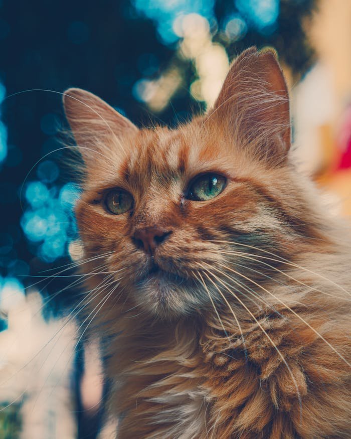 Close-up of a majestic ginger Maine Coon cat with a fluffy coat, captured outdoors in soft sunlight.
