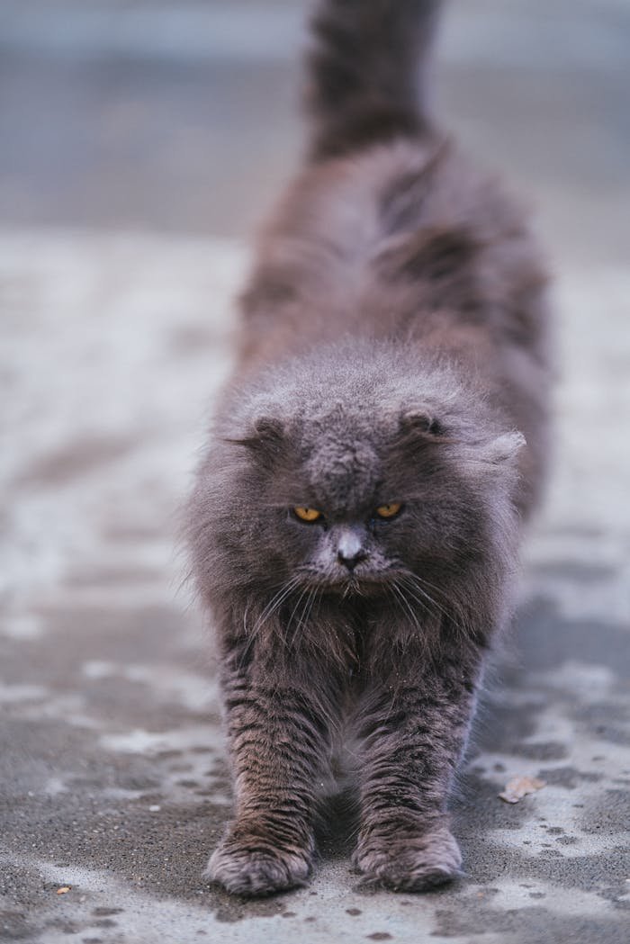 Majestic long-haired Scottish Fold cat with striking yellow eyes stretching outdoors.