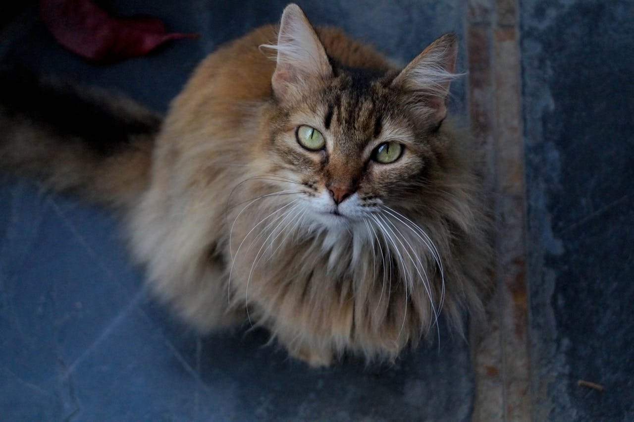 Close-up of a fluffy long-haired cat with striking eyes looking upwards.